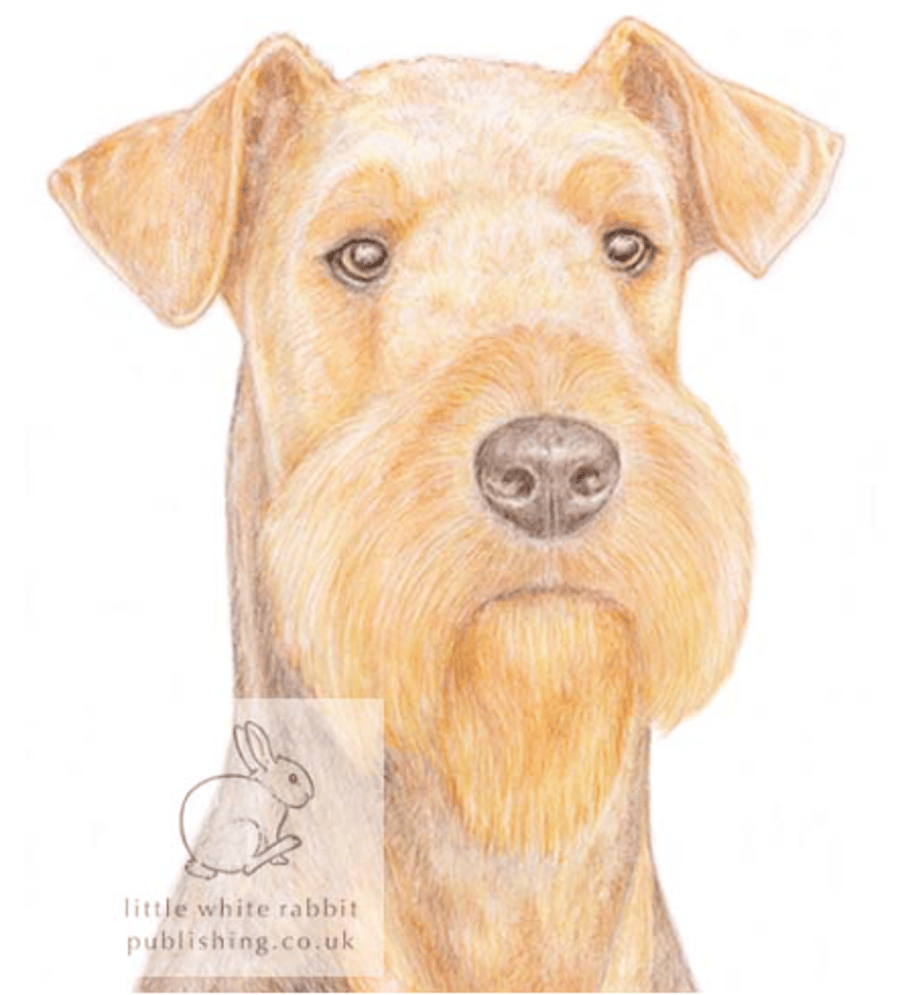 Angus the Airedale Terrier - Blank Card