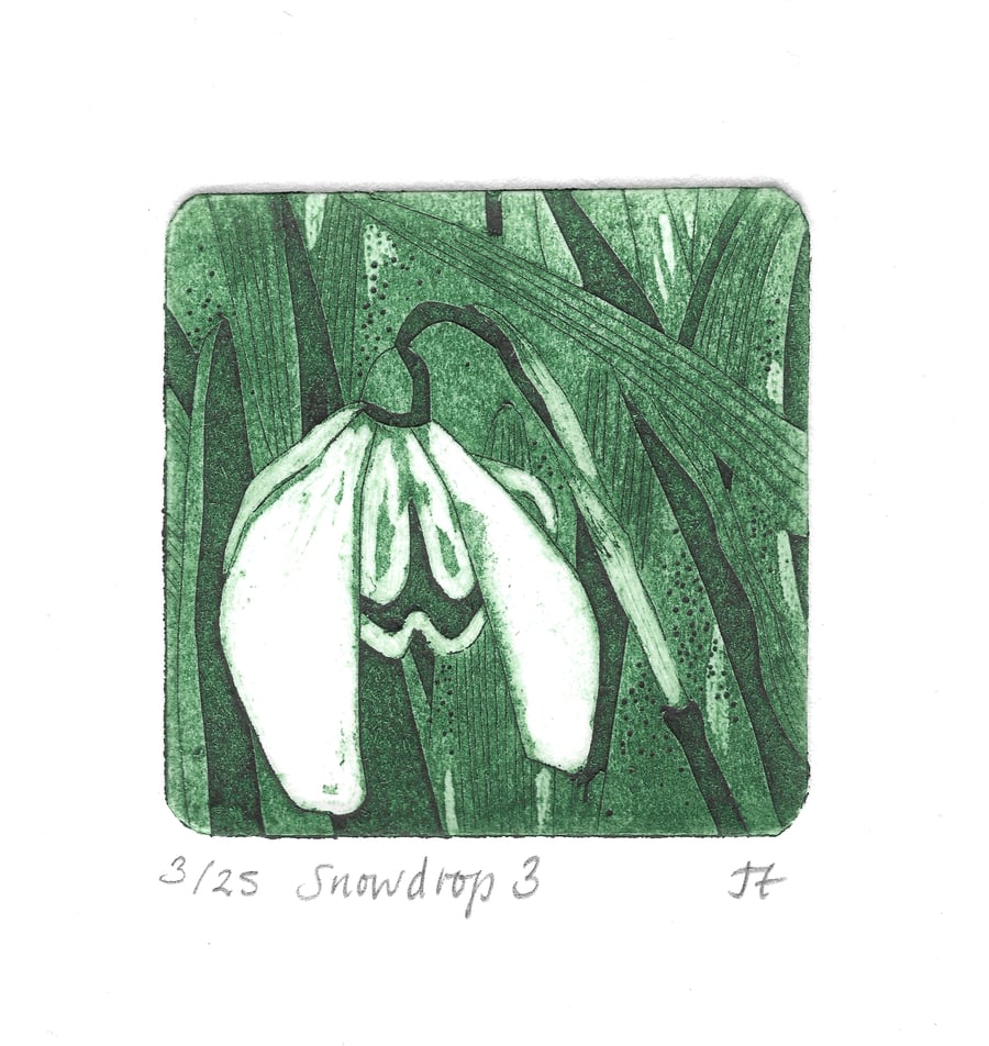 Snowdrop 3