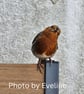 Friendly Robin Encounter Square Photographic Card Size 6" x 6"  - Image 3