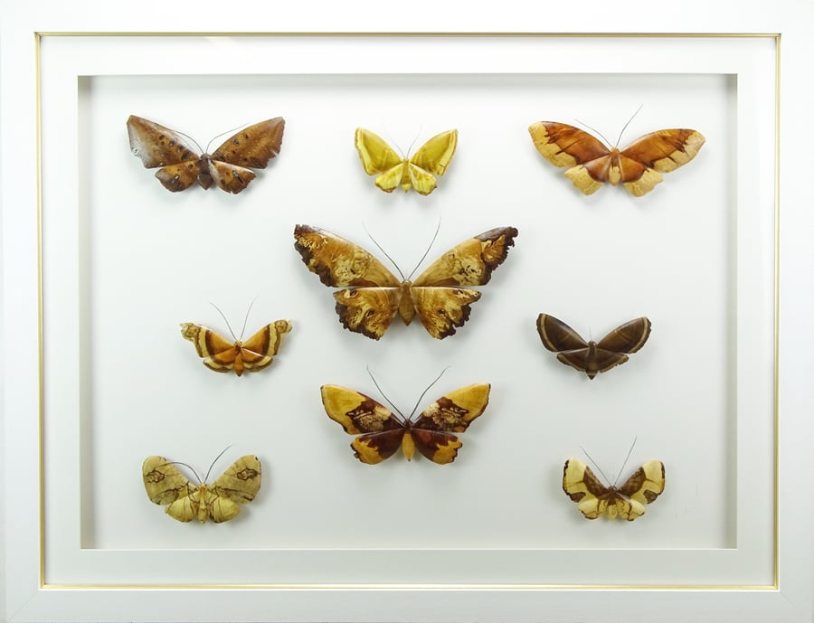 Moth collection