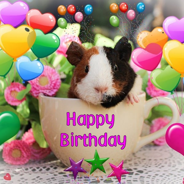 A5 Guinea Pig in Tea Cup Birthday Card 