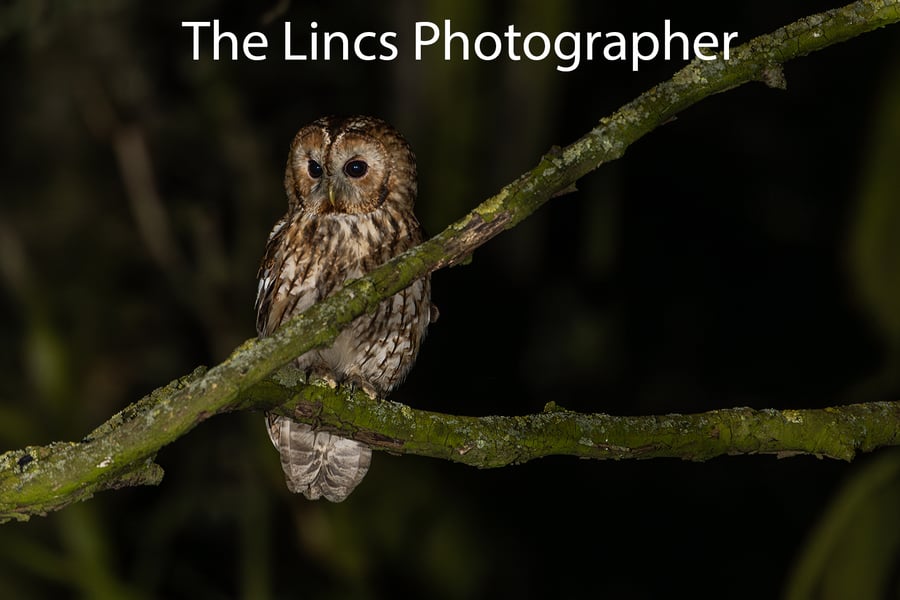 Tawny Owl print (Limited edition of 10)