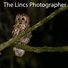 Tawny Owl print (Limited edition of 10)