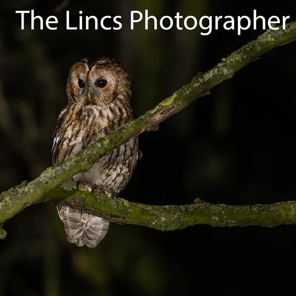 Tawny Owl print (Limited edition of 10)