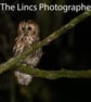 Tawny Owl print (Limited edition of 10)