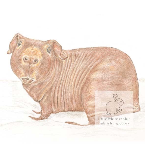 Dixon the Skinny Pig - Blank Card