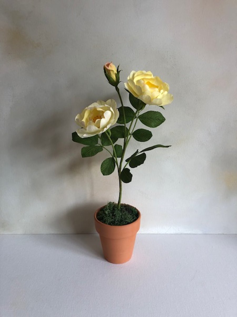 Paper garden rose plant