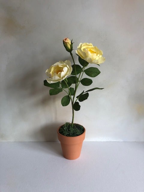 Paper garden rose plant