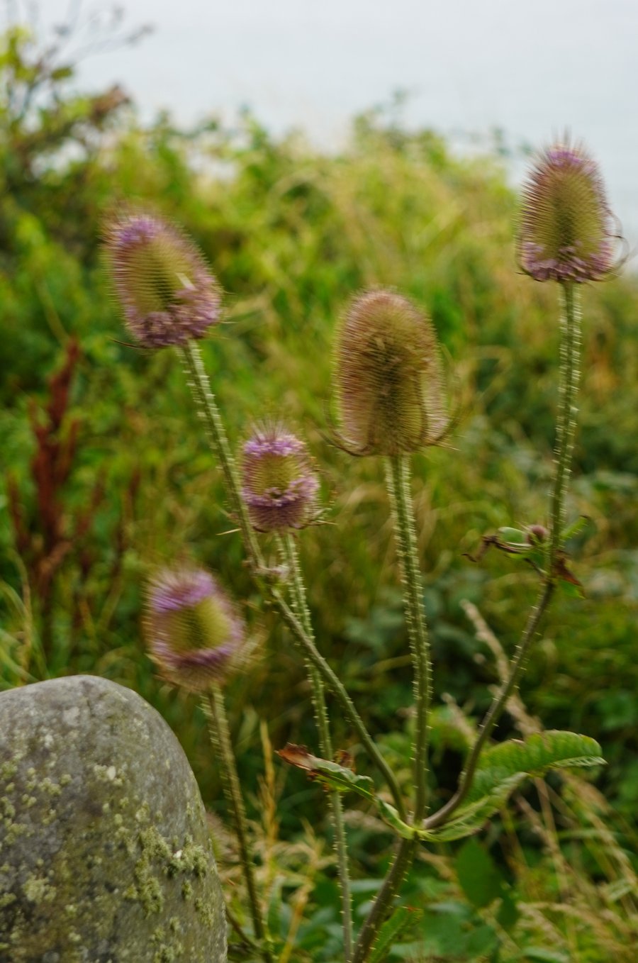 Thistles in the Wind