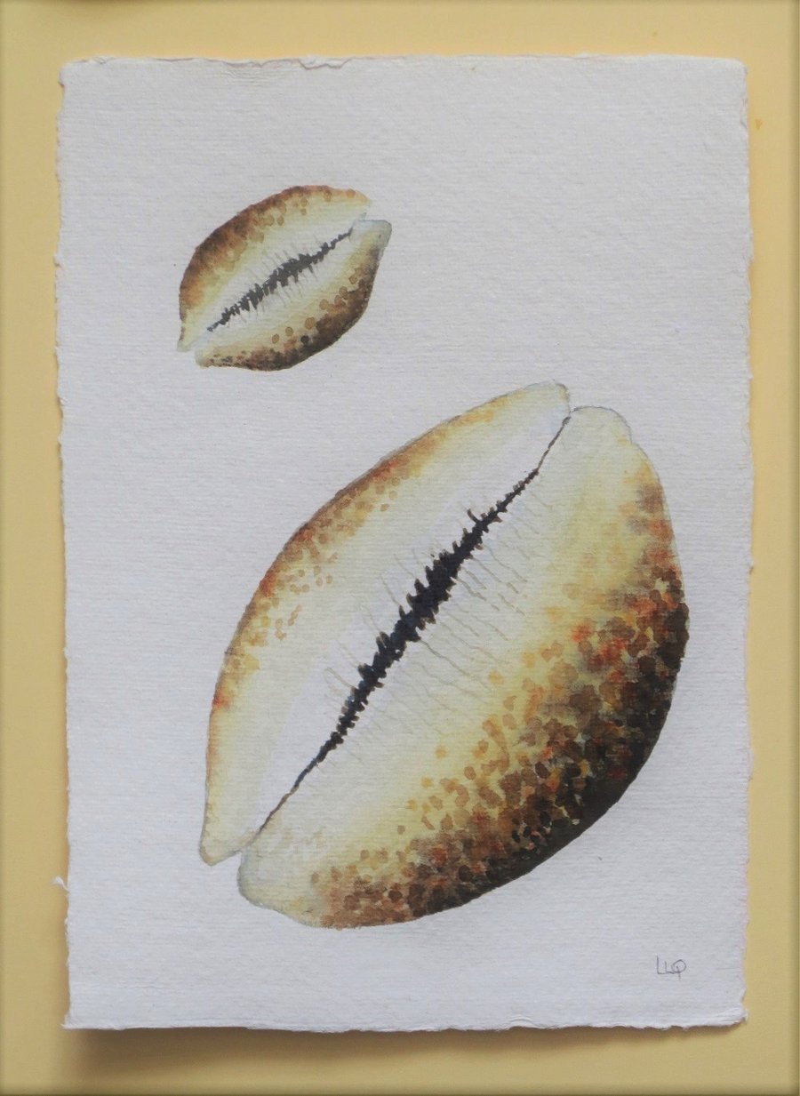 Cowrie shell original watercolour painting 