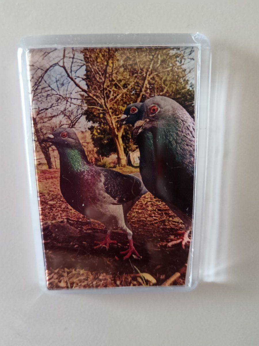 Cute Pigeons photography fridge magnet 