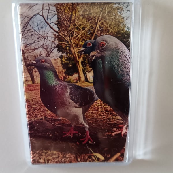 Cute Pigeons photography fridge magnet 