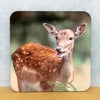 Coaster - Fallow Deer