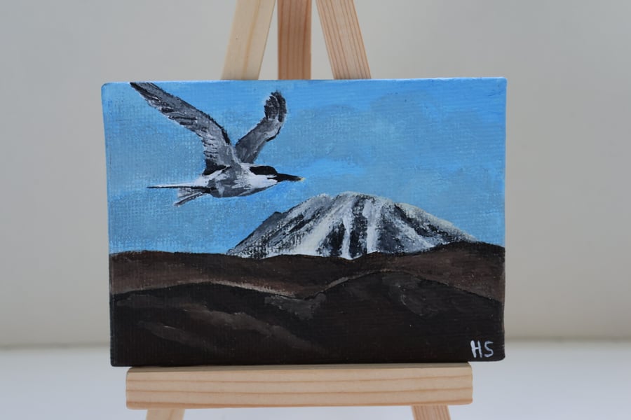 Sandwich Tern Mini Painting with Errigal in the background 