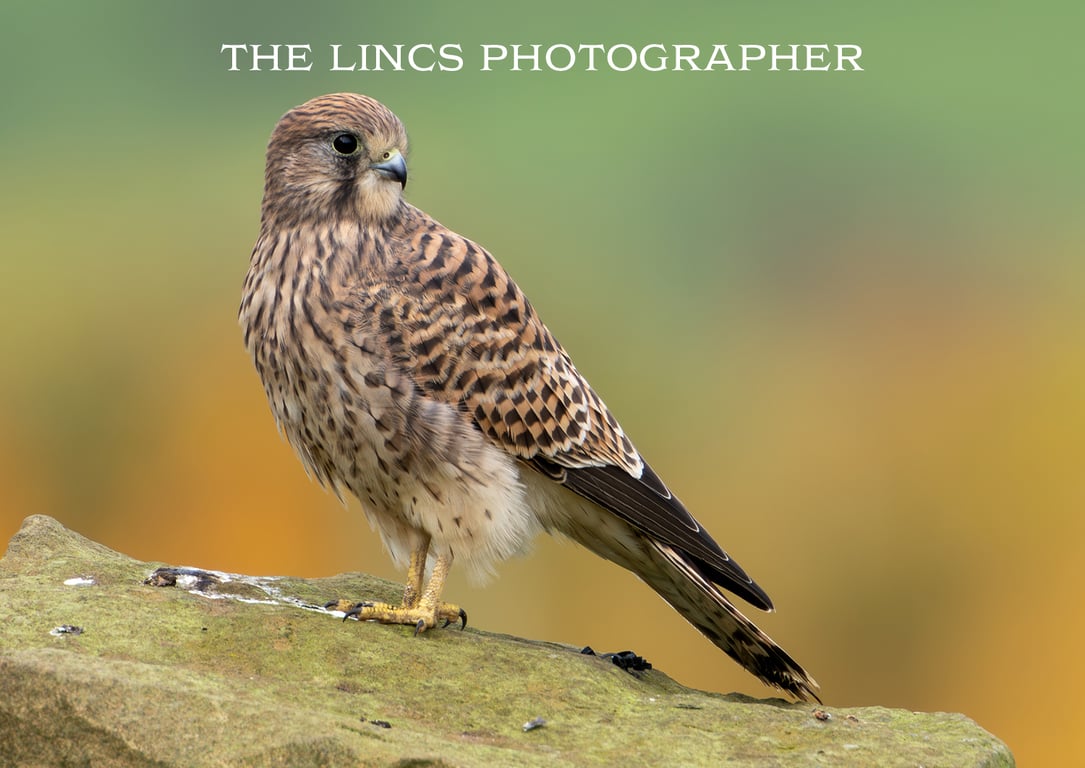 An alert Kestrel print (Limited edition of 10)