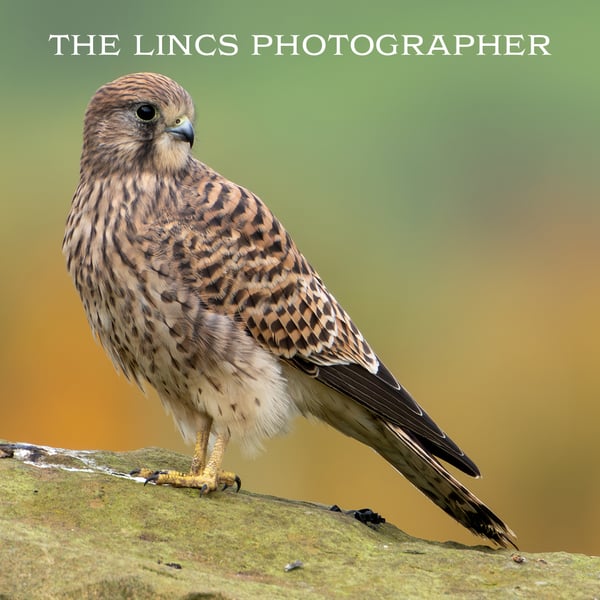 An alert Kestrel print (Limited edition of 10)