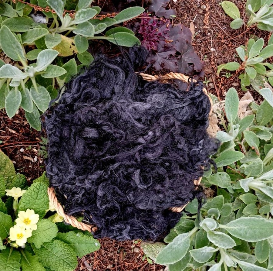 Black Gotland Fleece 50g
