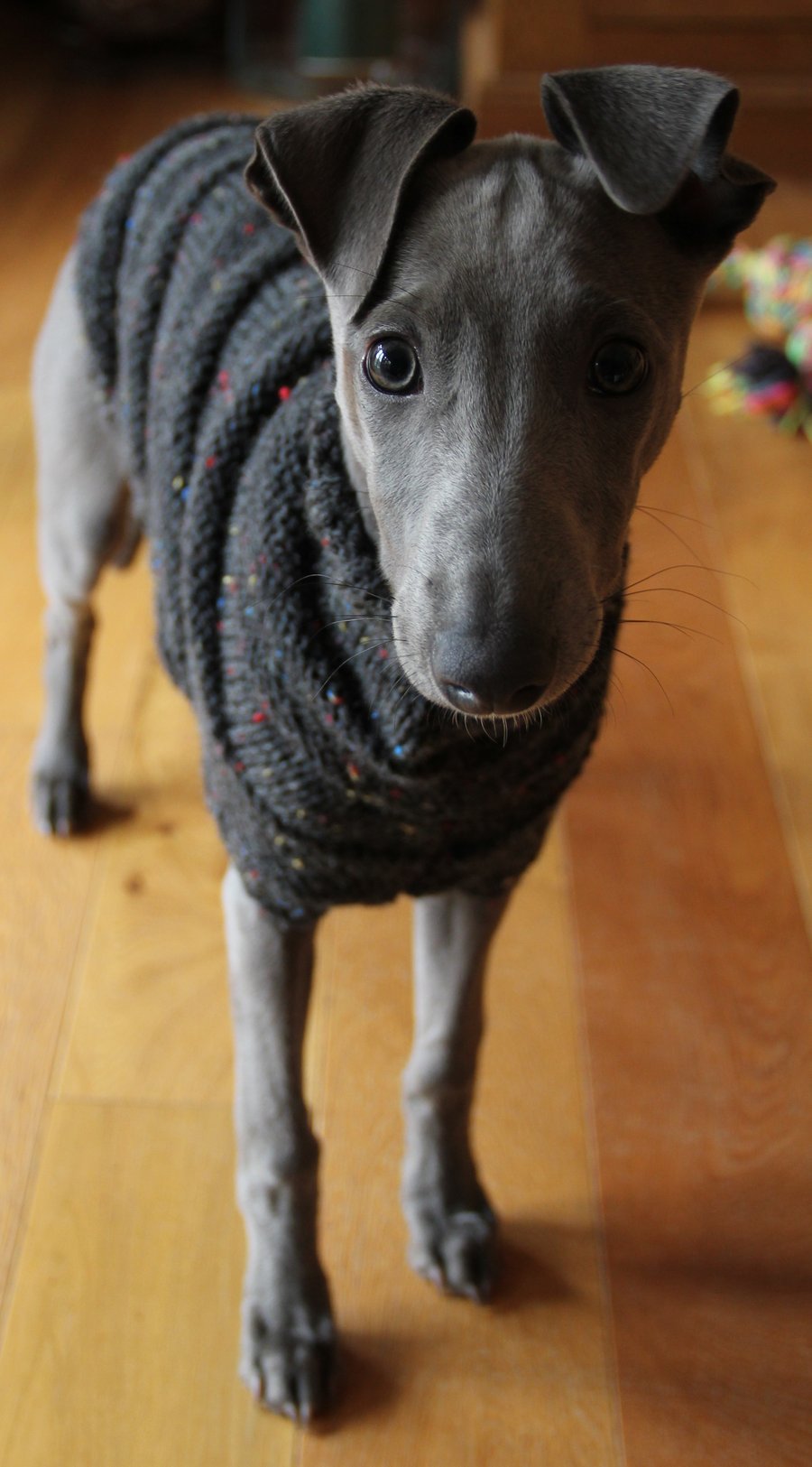 Custom Order for Binky - Hettie Whippet Armadillo Puppy Jumper