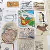 Paper Ephemera Pack - Birds - Craft Supplies