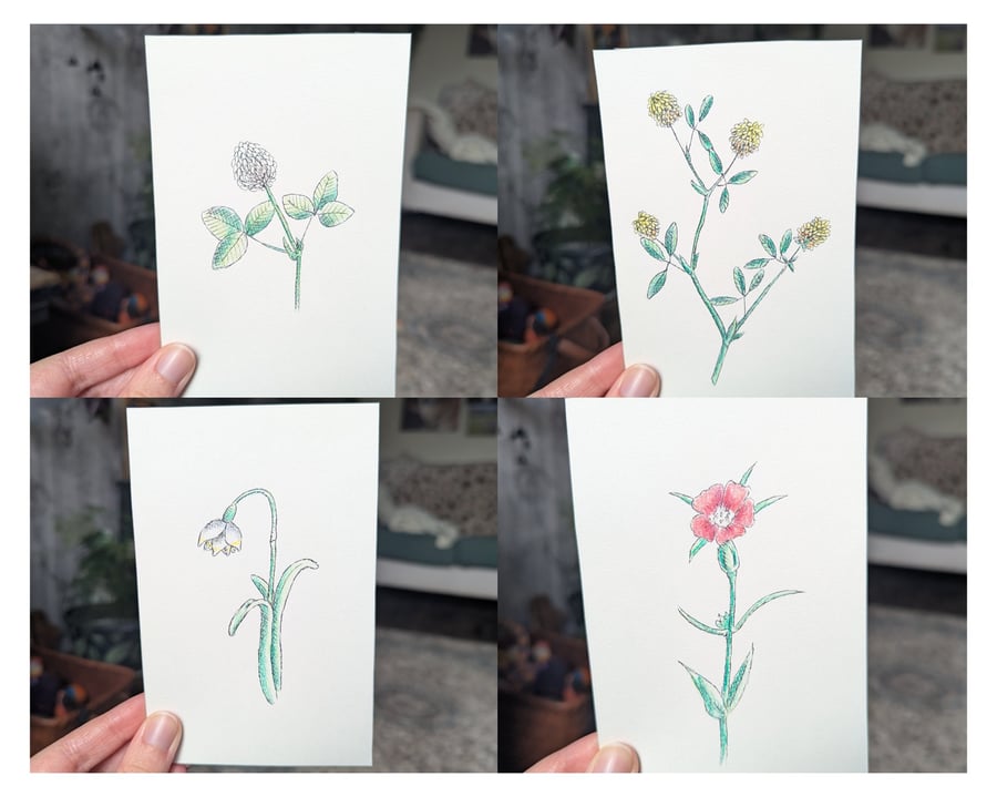 Set of 18 Coloured Wildflower Sketches
