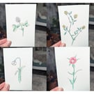 Set of 18 Coloured Wildflower Sketches