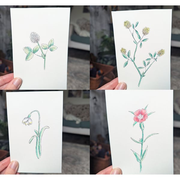 Set of 18 Coloured Wildflower Sketches