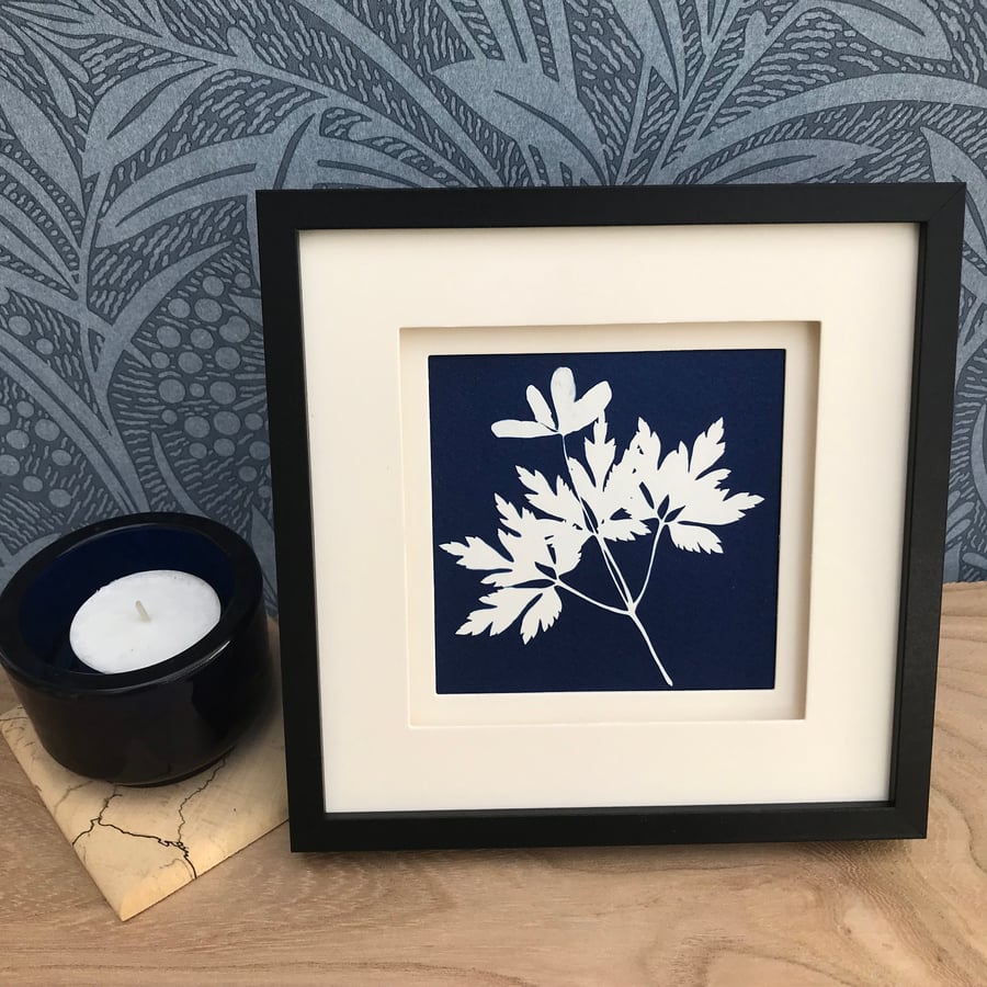 Beautiful Cyanotype of Wood Anemone -pretty as a picture.