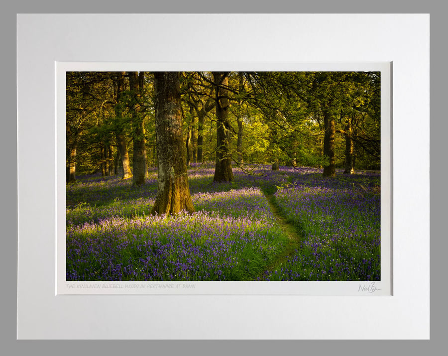 Kinclaven Bluebell Woodlands Perthshire Scotland - A3 (50x40cm) Unframed Print