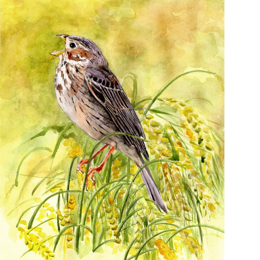 Corn Bunting Calling. Original watercolour painting.
