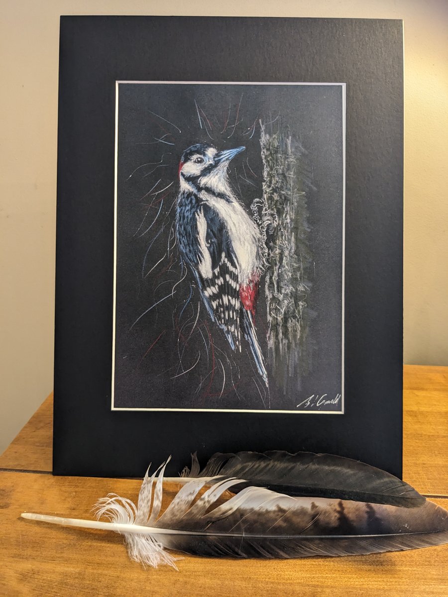 Woodpecker, an A4 mounted print of an original drawing