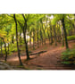 Photographic Print, Beech Woodland in Autumn - Image 1