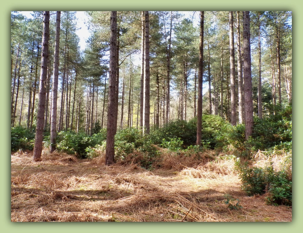 A5 Greeting Card Shouldham Woods Norfolk
