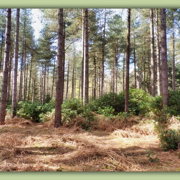 A5 Greeting Card Shouldham Woods Norfolk