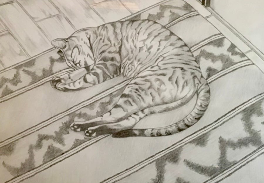 Portuguese Cat