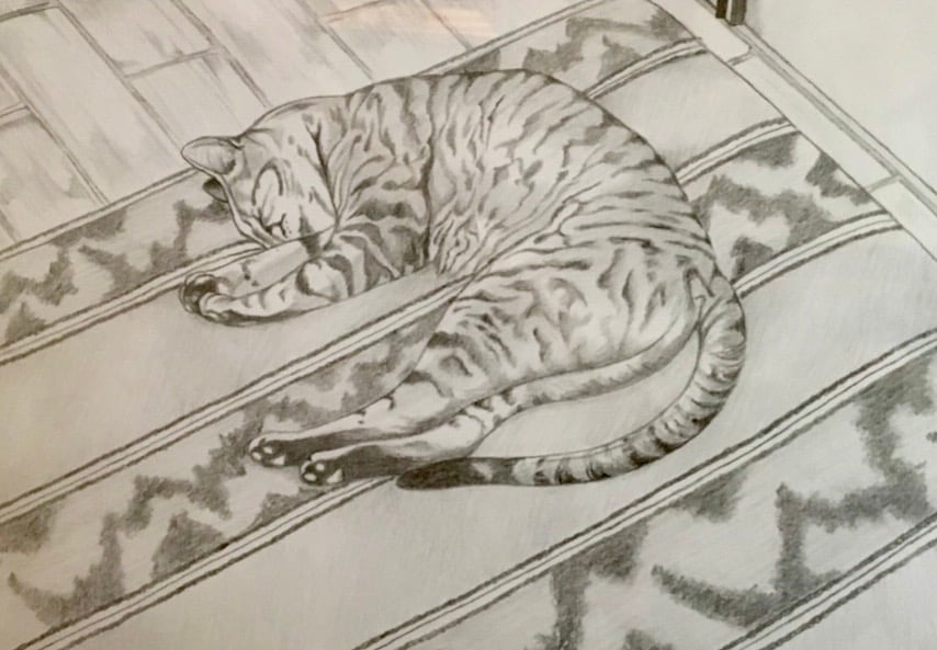 Portuguese Cat