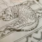 Portuguese Cat