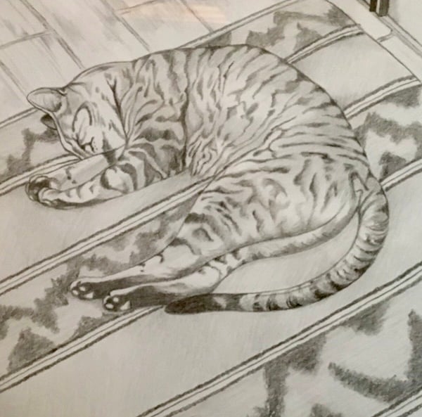 Portuguese Cat
