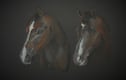 Horse portraits 