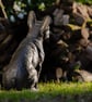 Sitting French Bulldog - Image 5