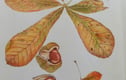  BOTANICAL PICTURES