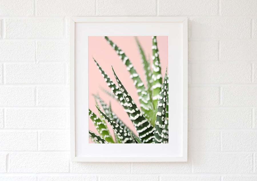 Pink succulent wall art print - Living room wall art - Fine art photography
