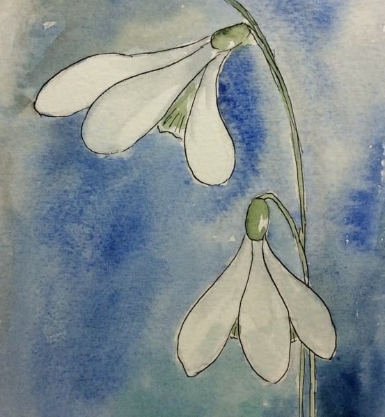 Snowdrops - signed print from watercolour painting