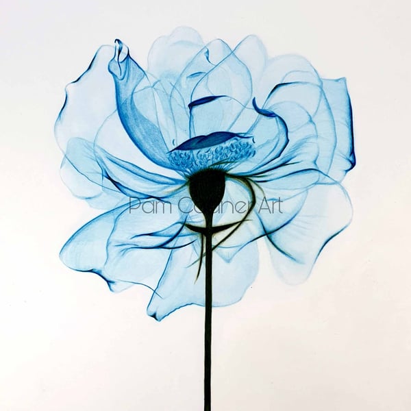 Blue Flower Drawing, X-Ray Flower Drawing