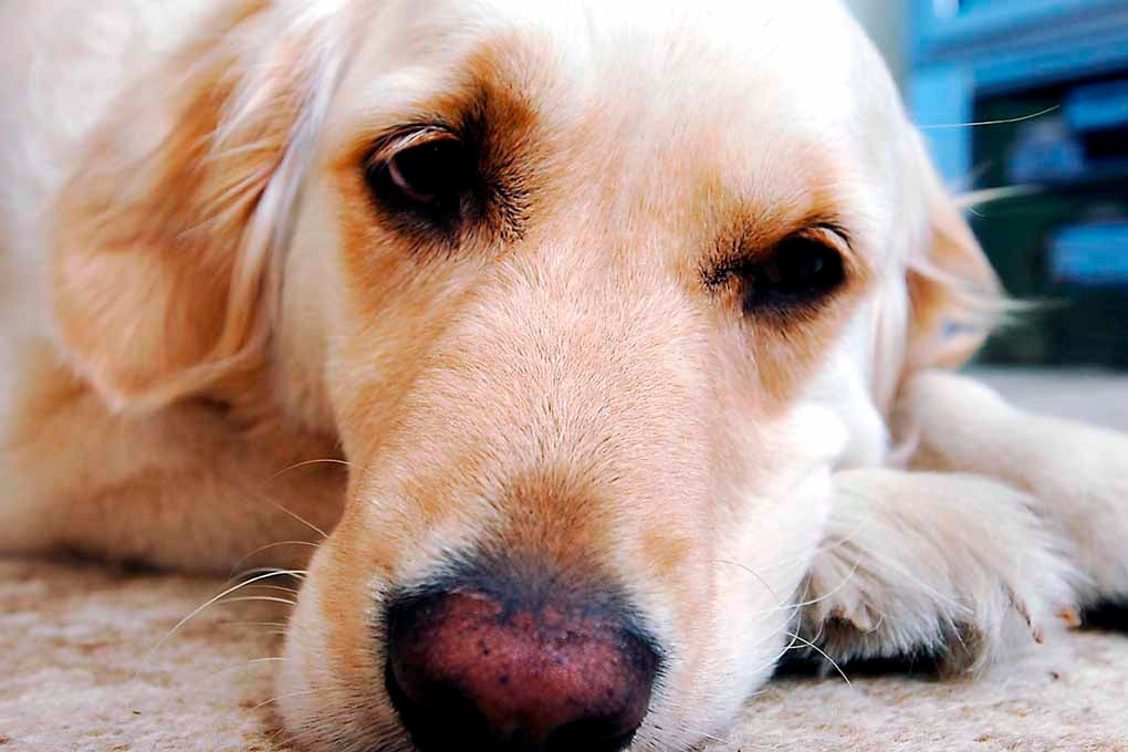 Golden Retriever Dog Portrait Photograph Print
