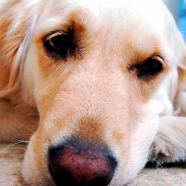 Golden Retriever Dog Portrait Photograph Print