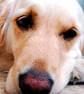 Golden Retriever Dog Portrait Photograph Print