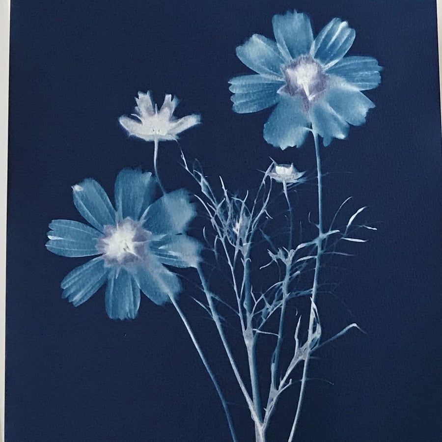 Original Art, Cosmos Flower, showing off in a Cyanotype Photogram