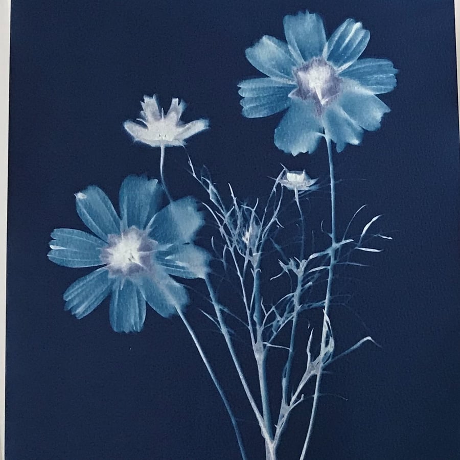 Original Art Cosmos Flower October Flower Bir Folksy