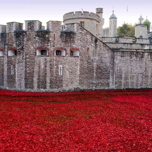 Tower Of London Poppies Red Poppy Photograph Print
