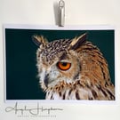 Fine Art Colour Photograph A4 - Owl